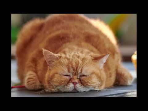 DJ Muro - Diggin in the Crates Vol 1