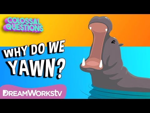 Why Do We Yawn? | COLOSSAL QUESTIONS