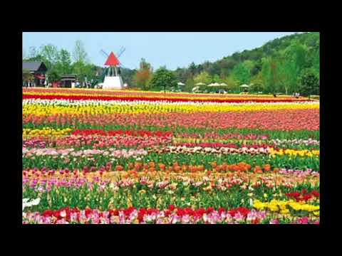 💓APRIL is Coming💓ＲＯＮ  ＧＯＯＤＷＩＮ & ＨＩＳ  ＣＯＮＣＥＲＴ  ＯＲＣＨＥＳＴＲＡ