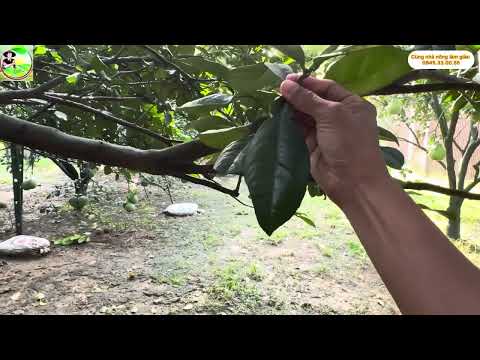 Lãi lá theo cơi - tạo mầm theo trái