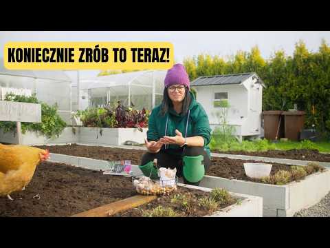 UPRAWA CZOSNKU OZIMEGO, UPRAWA CEBULI OZIMEJ. SADZĘ WARZYWA OZIME.