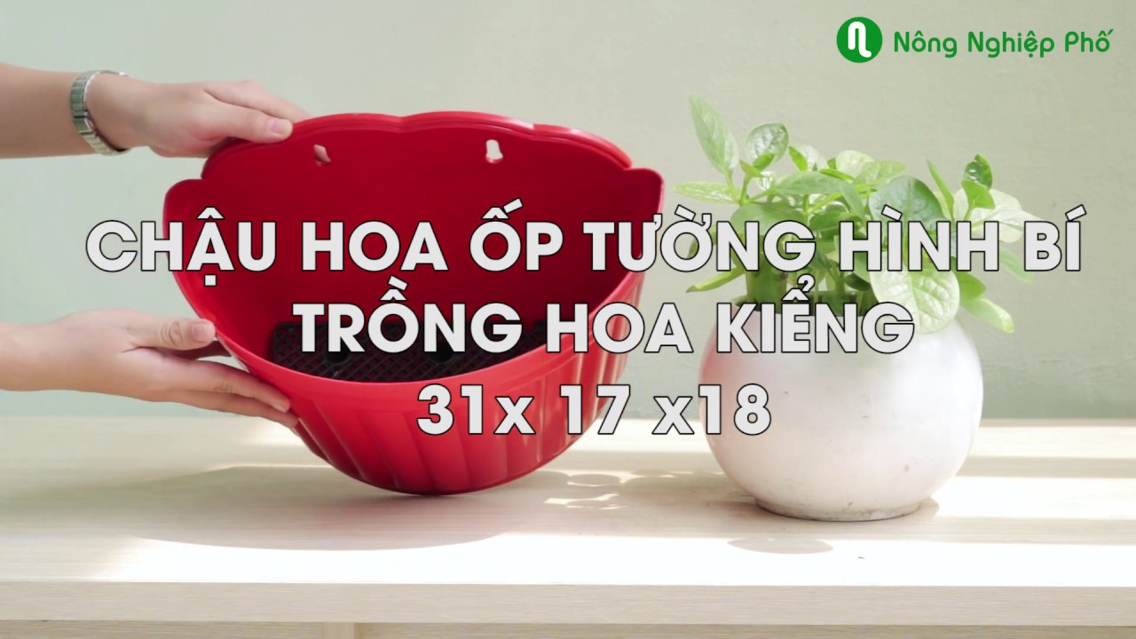 - Chậu hoa ốp tường hình bí lớn trồng hoa kiểng HD 31x17x18