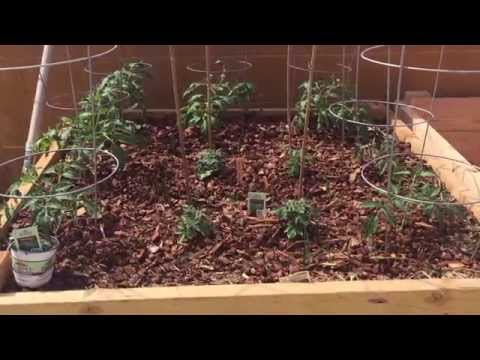 Roma tomato & Cherry tomato