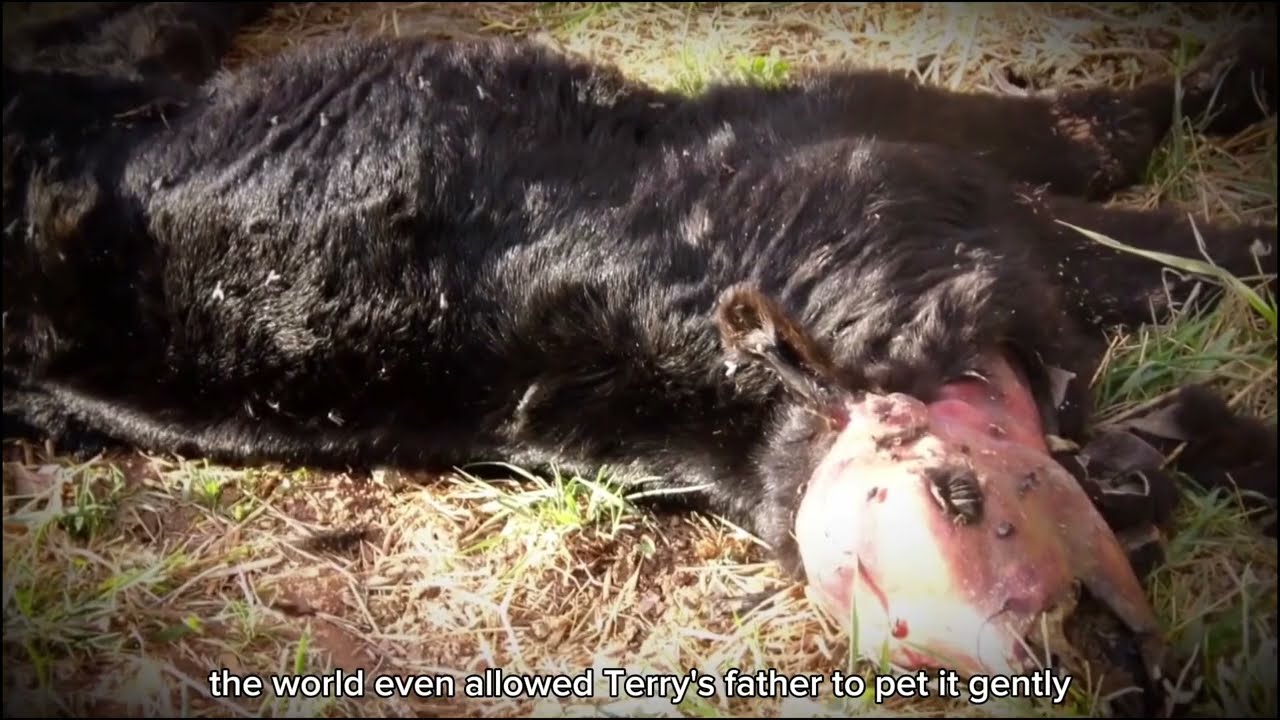 YouTube Thumbnail Downloader FULL HQ IMAGE