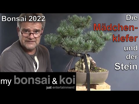 Bonsai 2022-42 - Mädchenkiefer - Pinus parviflora - von an dem Stein zu über den Stein