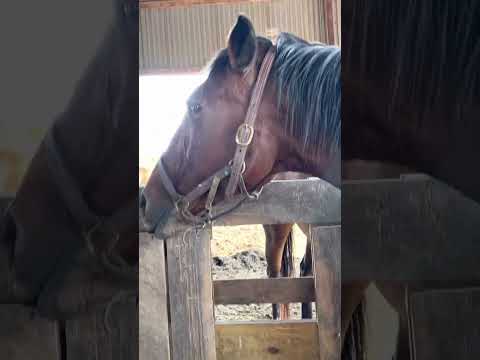 What choke looks like in  a horse #horsechoke #horserescue #sanctuarylife