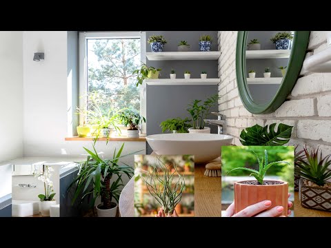 , title : '8 Best Plants that Will Grow Better in Your Bathroom - Better Home & Garden'