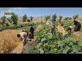 The Secret Of Red Gold In The Nomadic Farm Maryam Alongside The Men To Harvest Wheat