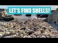 I Gave Away My Best Shell Low Tide Summer Shelling In Florida At Little Hickory Island Park