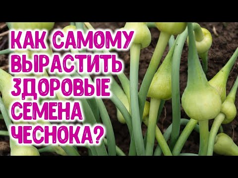 , title : 'Как самому вырастить качественные, здоровые семена чеснока?'