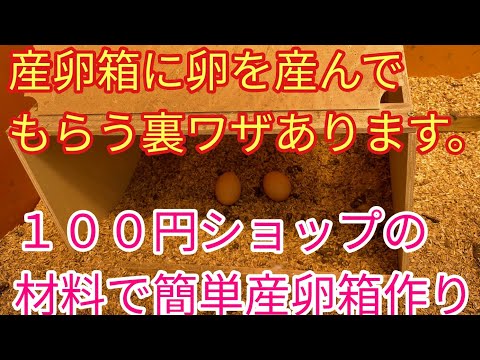 なぜ産卵鶏のために小麦を発芽させるのか、どのようなメリットがあるのか​​、どうすればいいのか