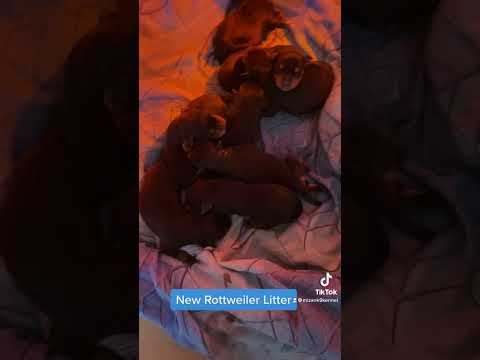 New Rottweiler litter born 01/05/23