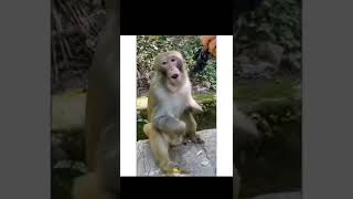 Download lagu hewan aneh part 6 🤣 #hewanlucu #hewanunik #meme #hewan @kata baba mp3 Download lagu hewan aneh part 6 🤣 #hewanlucu #hewanunik #meme #hewan @kata baba mp3