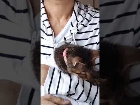 通常のシャンプーで猫をお風呂に入れてもいいですか?