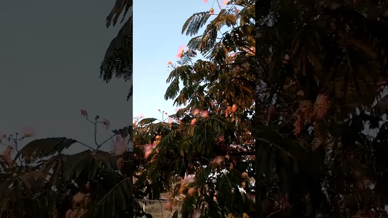 Красивое цветущее дерево акации ленкоранской в Крыму #interesting #beautiful #nature #travel