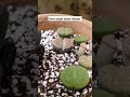 don't water these lithops & pleiospilos when they look like this #lithops #plantcare #succulent