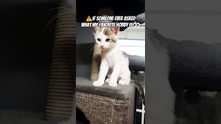 Download lagu ⚠️My hobby?🫠 #trending #funny #ytshorts #cute #cat #catvideos #catshorts #coconico mp3