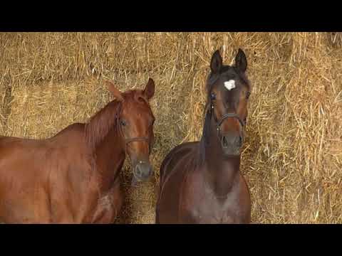 Räuberblick  von Mount Etna xx - Heldenberg - Finley M geb. 11.04.2019