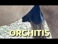 Orchitis Inflammation Of Testicles Horse