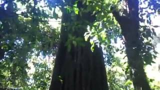 Jätteträd i Selva Negra