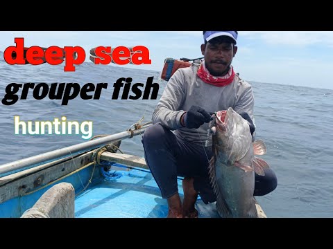 deep sea grouper fish hunting # veeraj fish hunter # ling #fishing