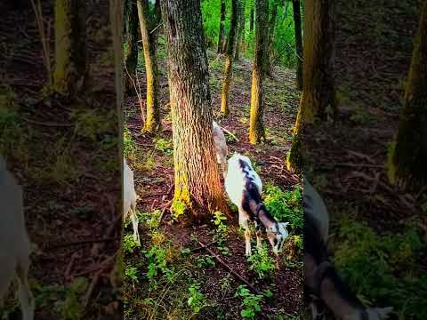 , title : '🌳🌿🐐🌤 Süße weibliche Lamancha-Ziegen im Wald am frühen Sommermorgen'