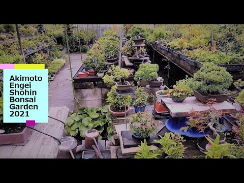 ❹ SHOHIN BONSAI AKIMOTO ENGEI Garden and nursery・秋元園芸 2021