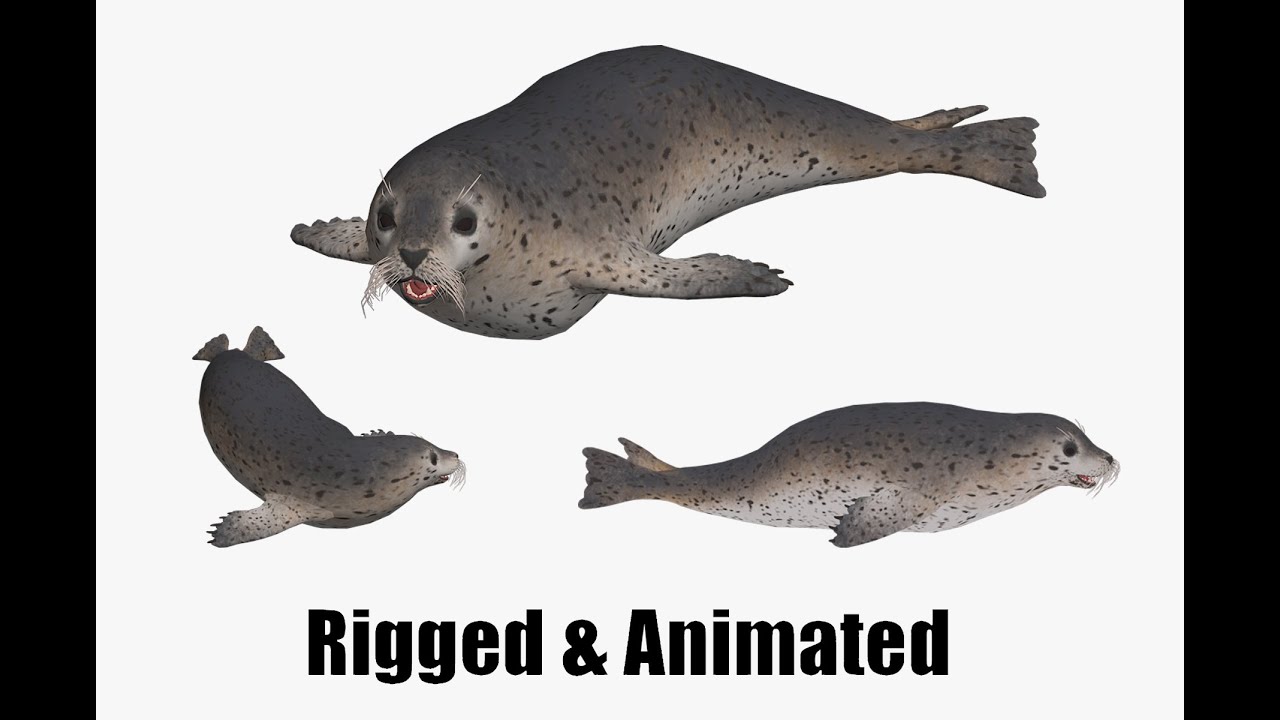Animated seal sea lion 3D Model