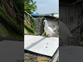 white YOUNG BIRD vandebrouke 🕊️