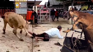 Download lagu KUMPULAN SAPI KURBAN NGAMUK PALING LUCU 2024 ‼️🔥🔥🔥 mp3 Download lagu KUMPULAN SAPI KURBAN NGAMUK PALING LUCU 2024 ‼️🔥🔥🔥 mp3