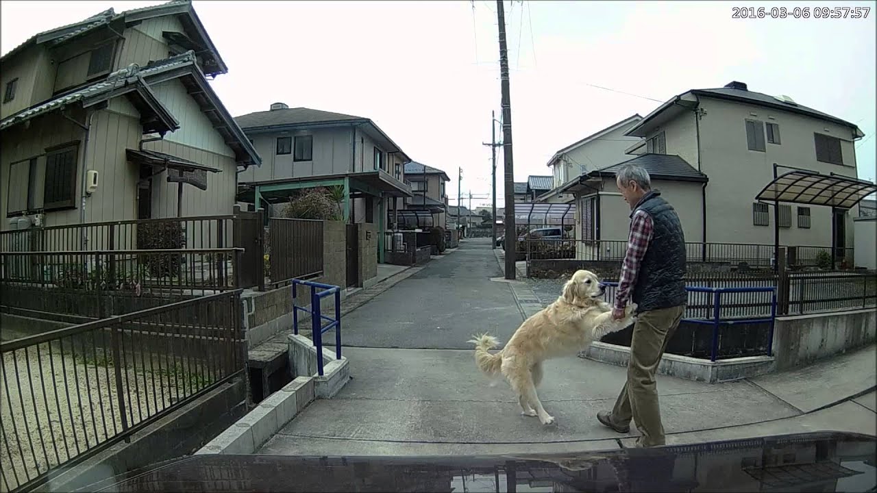 這路障好萌!愛犬擋道不走 主人「手牽手」退場