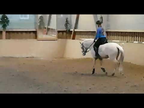 Inselhofs Camillo *2015 - 6 Monate unter dem Sattel