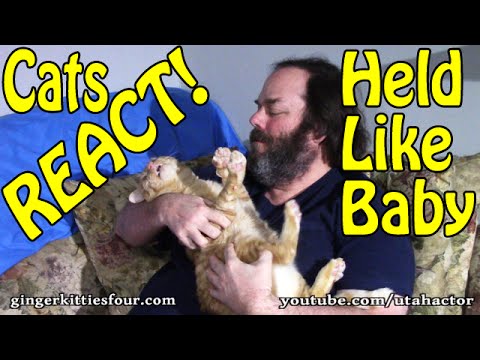 Cats REACT To Being Held Like A Baby