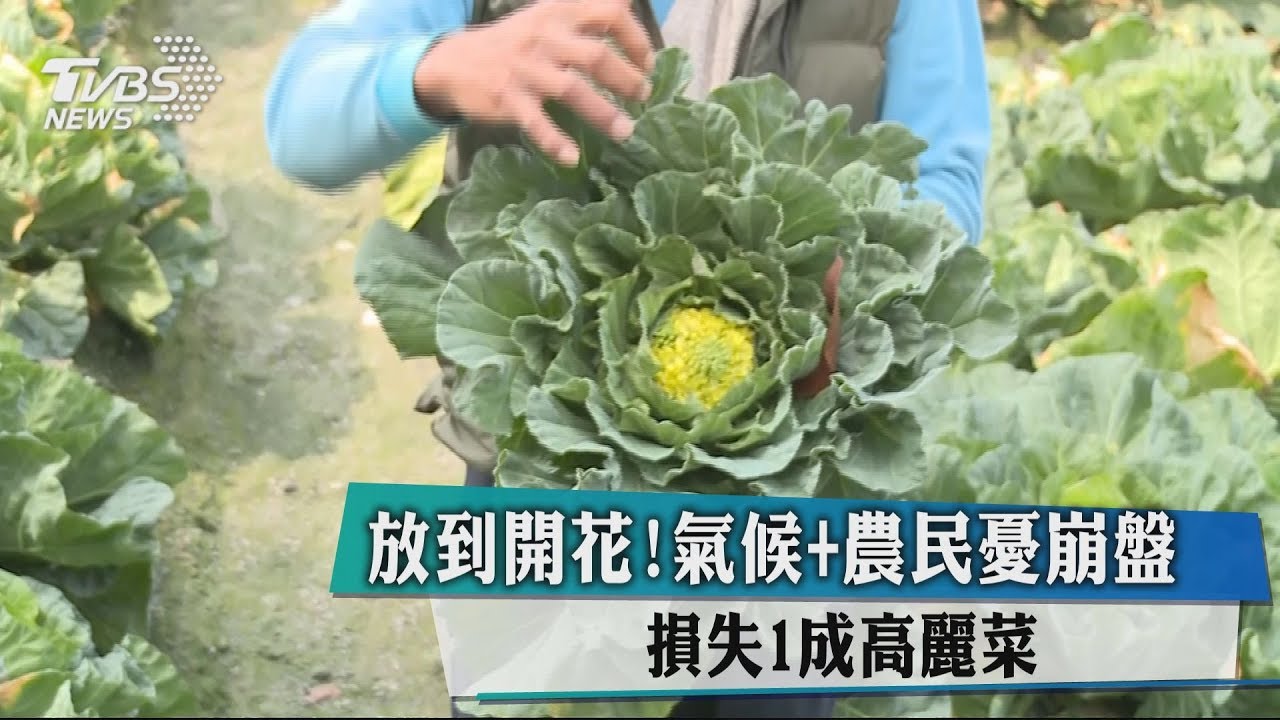 放到開花！氣候加上農民憂崩盤　損失1成高麗菜