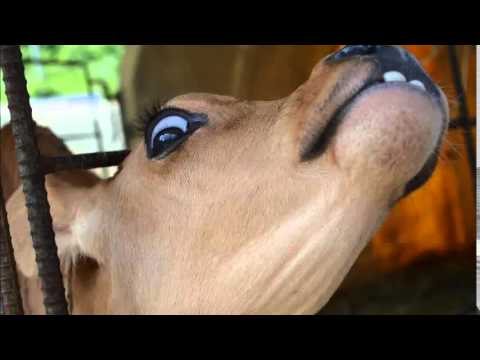 Flo Rida ft T Pain & Francisco   Low Remix