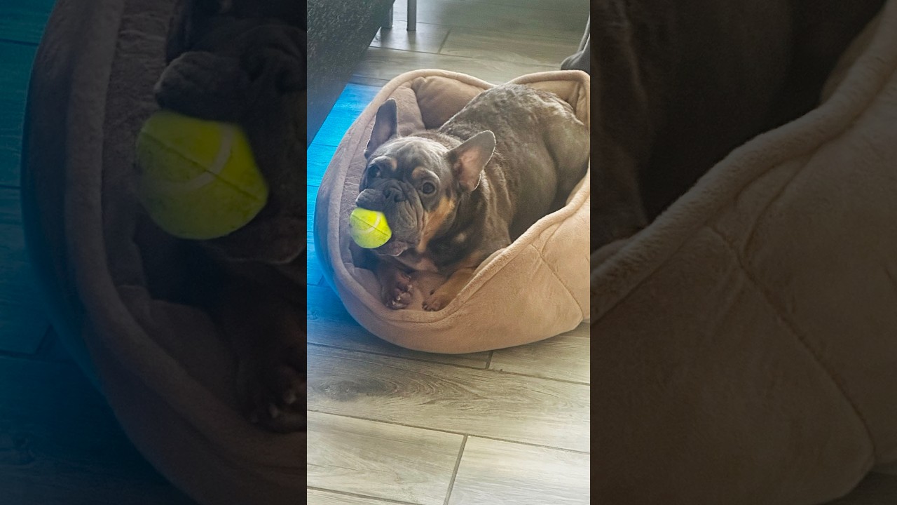 Magli, a ADOPTABLE French Bulldog in New Port Richey, FL video 2/6