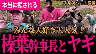 【みんな大好き！24時間でも見ていられる！】榛葉幹事長とヤギがおもしろすぎる！大爆笑必至のケビンファミリーまとめ！榛葉幹事長のヤギ愛がとまらない！【榛葉賀津也/国民民主党】