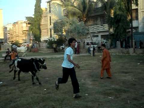 Cow Running - Bakra Eid 2011