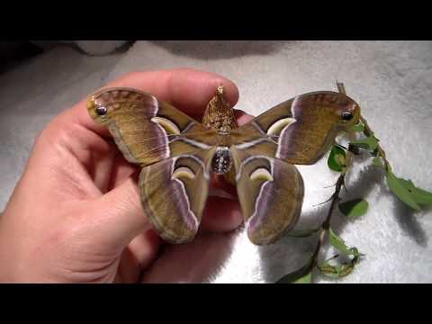 Silkmoth breeding: Samia  canningi (nice colour!)