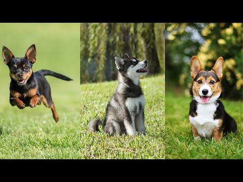 Small Dog Breeds - Best Small Dog Breeds That Dont Shed Video