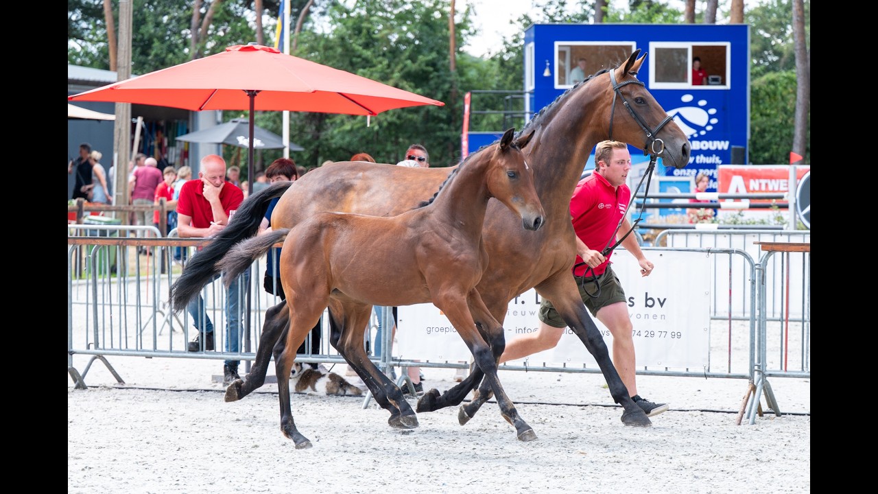 Dorute Dolce Vite (BLOOMBERG x APACHE) video 1