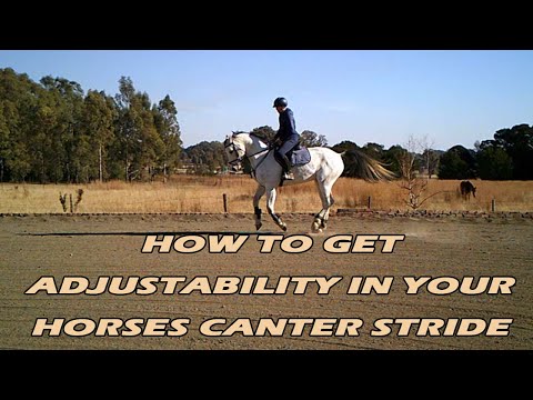 Show jumping flatwork exercises (1 of 5)