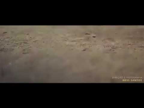 Amor que não joga  doma véu  valete