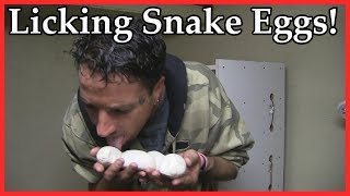 LICKING SNAKE EGGS - JUST HATCHED!! (SnakeHuntersTV)