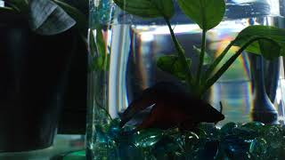 Ship Song - Nick Cave / Amanda Palmer, accordion cover