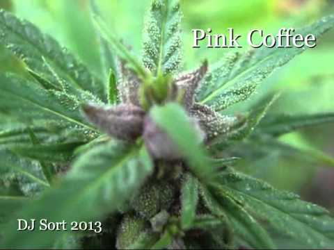 PINK COFFEE