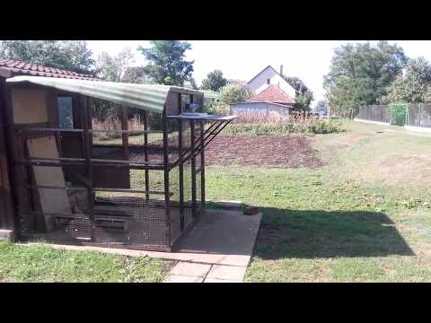 Cseh Balint postagalamb 20170918gyor