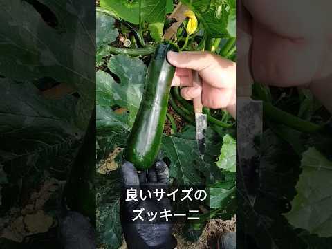 ズッキーニが大きくならないのはなぜですか? 6つの原因とその解決策をご紹介します！  庭園