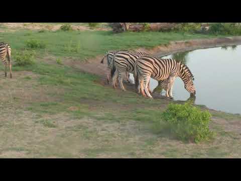 Djuma: Zebras and Wildebeest bull at the pan - 05:25 - 12/26/18