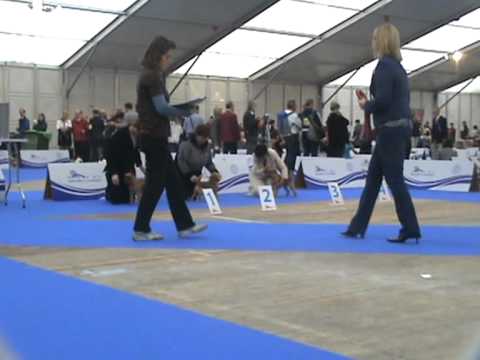 Multi CH EMILI OT NEVSKOGO HOBBITA winning European Winner title and BOB